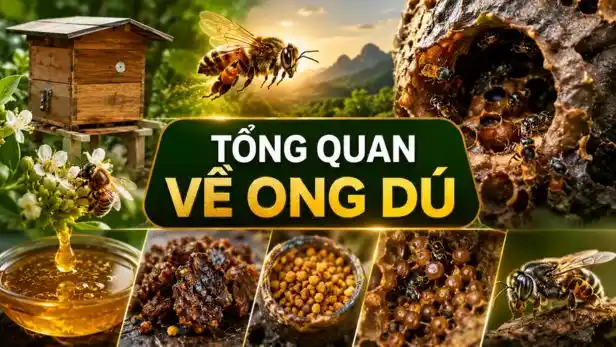 Ong Dú Video SEO