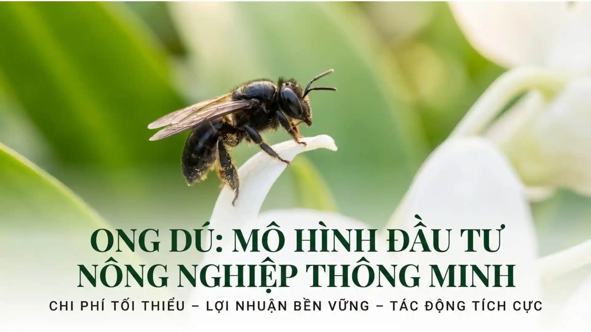 Ong dú