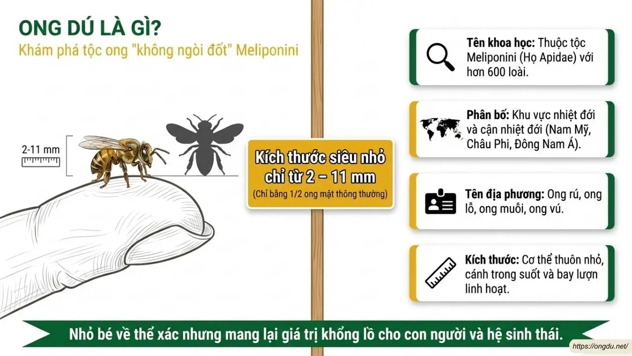 Ong dú là loài ong không ngòi đốt sống phổ biến ở vùng nhiệt đới
