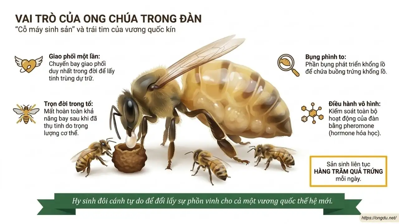 Ong chúa trong đàn ong dú đảm nhận vai trò sinh sản và duy trì quần thể