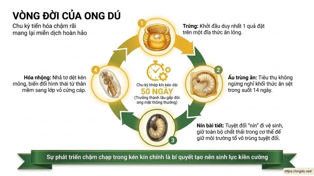 Vòng đời của ong dú từ trứng, ấu trùng, nhộng đến ong trưởng thành