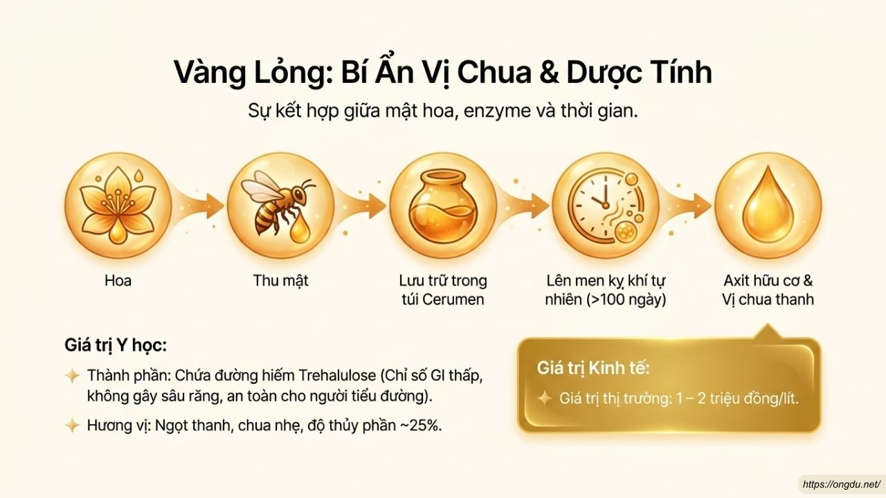 Hũ mật ong dú tự nhiên được lưu trữ bên trong tổ ong dú