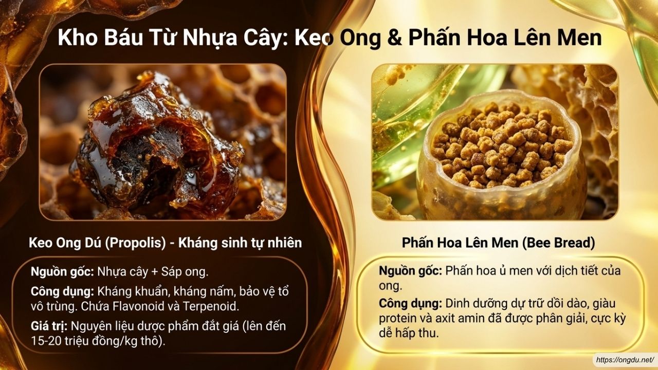 Keo ong và hũ phấn hoa lên men trong tổ ong dú