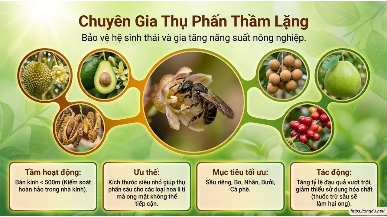 Ong dú là loài thụ phấn tự nhiên hiệu quả cho cây trồng và hệ sinh thái