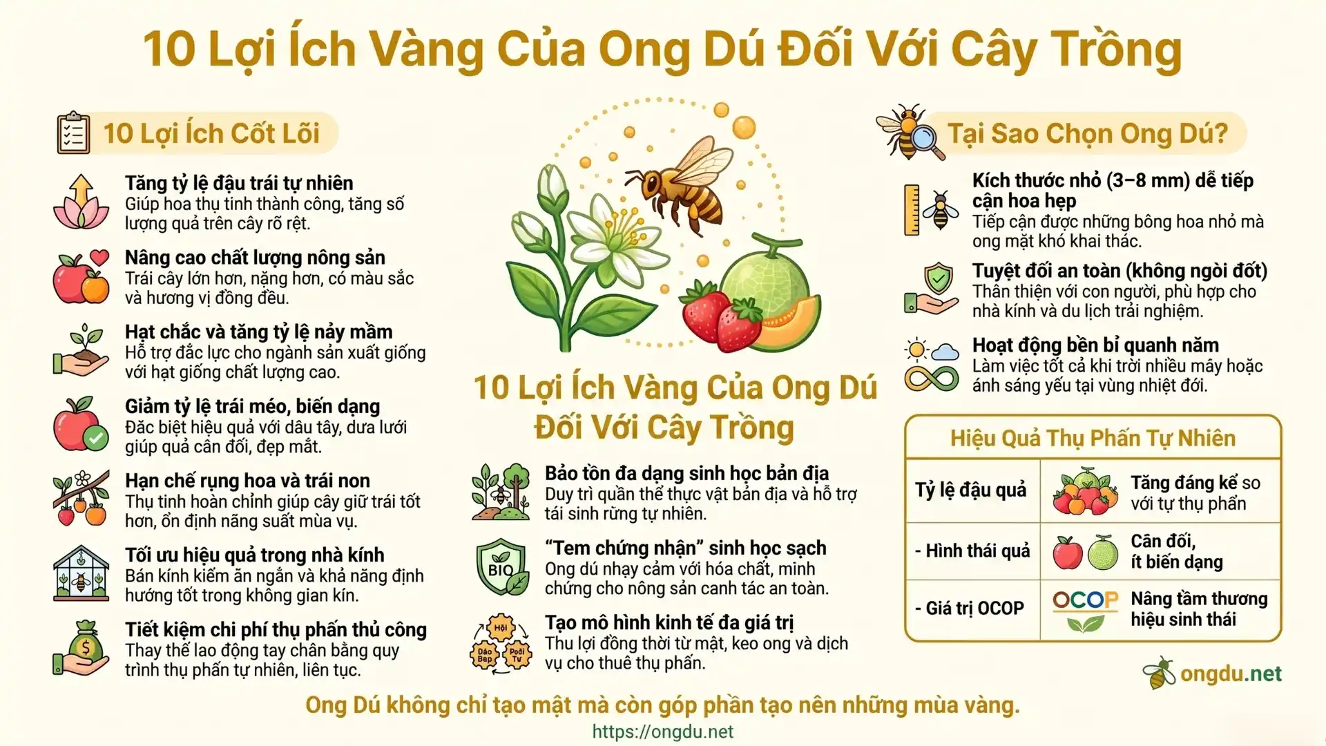 Infographic giới thiệu 10 lợi ích của việc sử dụng ong dú thụ phấn cho cây trồng, giúp tăng năng suất, chất lượng nông sản và phát triển nông nghiệp bền vững.