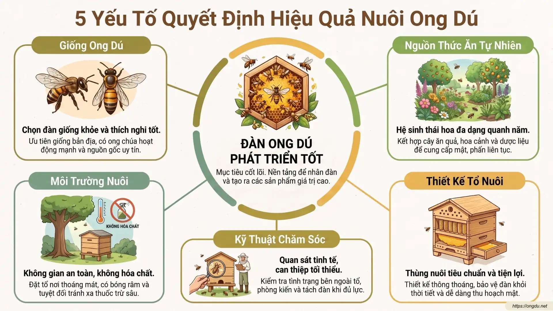 Infographic minh họa 5 yếu tố quyết định hiệu quả nuôi ong dú gồm giống ong, nguồn hoa, kỹ thuật chăm sóc, môi trường sống và quản lý đàn ong.