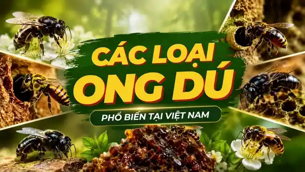 Ảnh thumbnail video giới thiệu các loại ong dú ở Việt Nam, đặc điểm nhận biết và phân loại các loài ong không ngòi đốt.