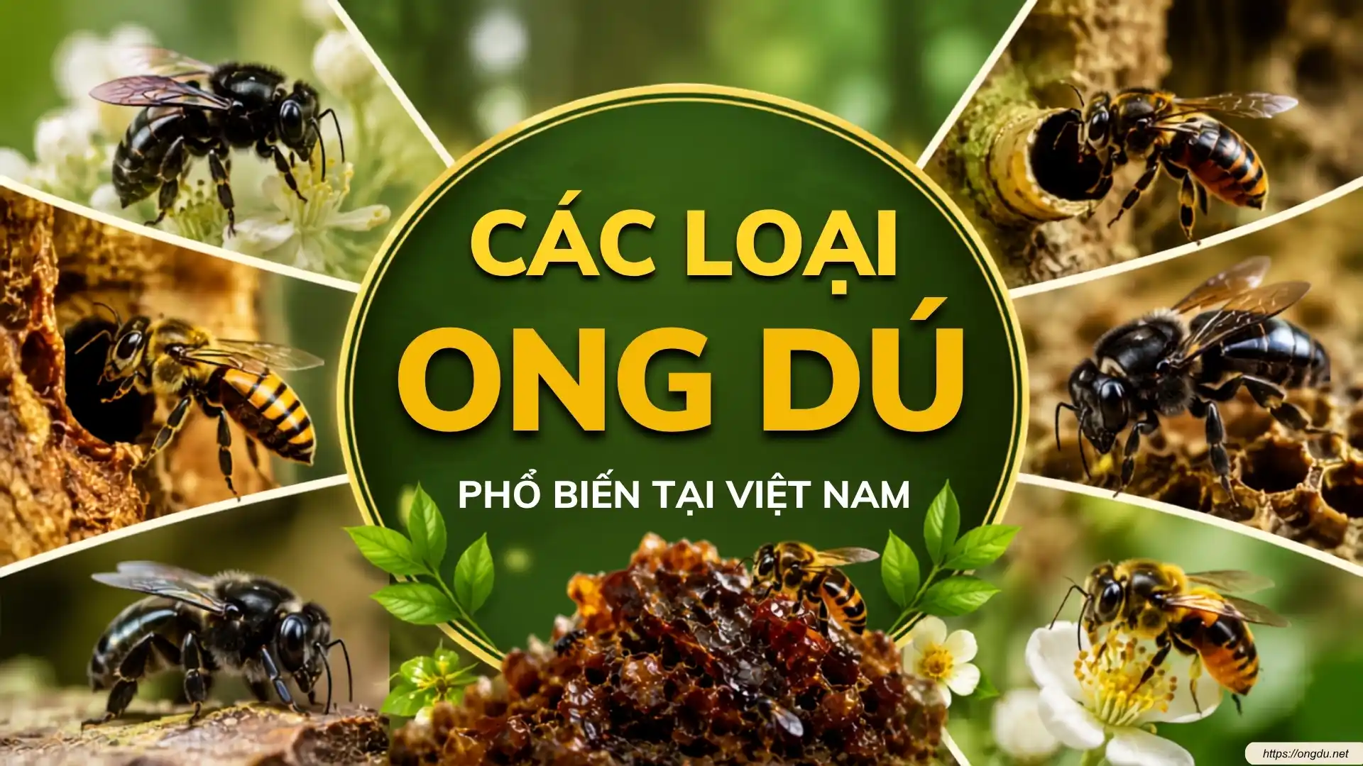 Các loại ong dú Việt Nam gồm ong dú bánh tầng, ong dú trứng chùm và các loài ong không ngòi đốt phổ biến.