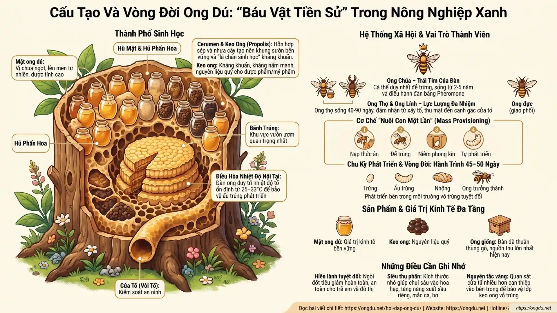 Cấu trúc xã hội, vòng đời và tập tính sinh học của Ong Dú với ong chúa, ong thợ và ong đực.