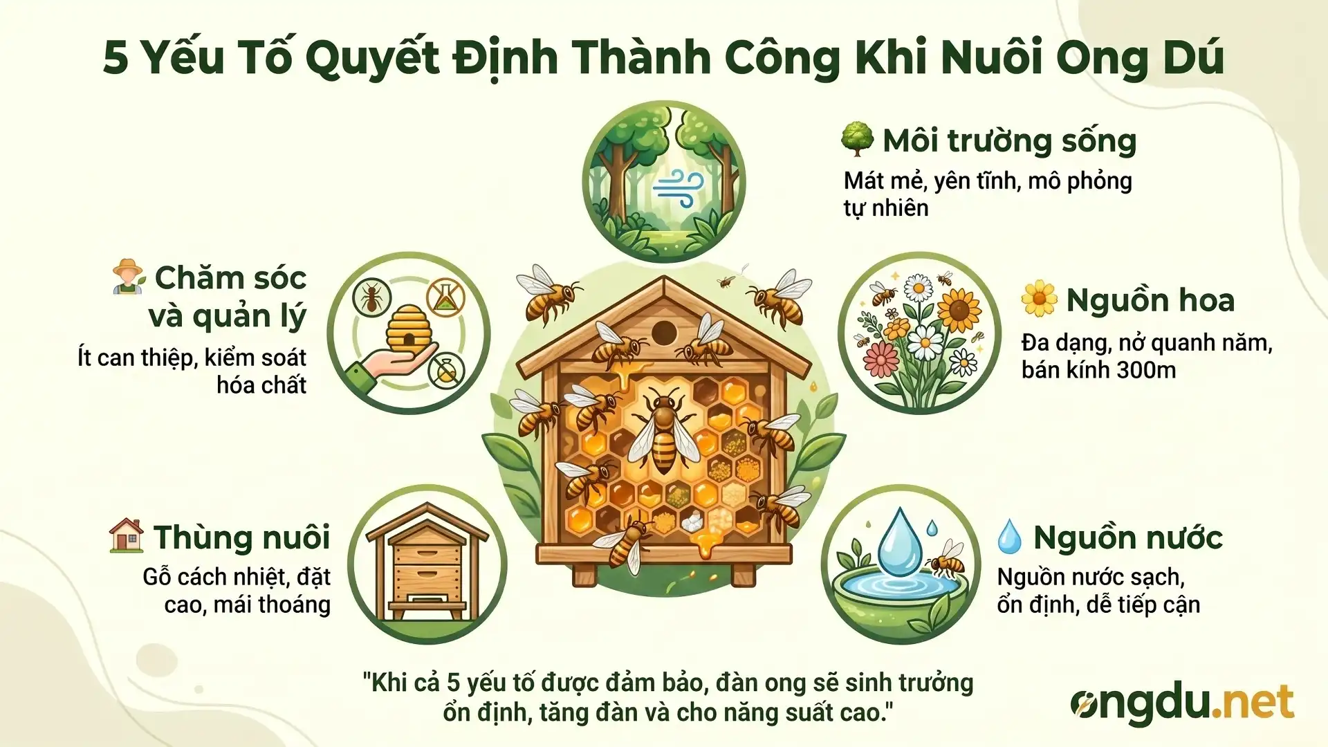Điều kiện nuôi ong dú gồm 5 yếu tố quan trọng giúp đàn ong phát triển khỏe mạnh, sinh sản tốt và cho năng suất cao.