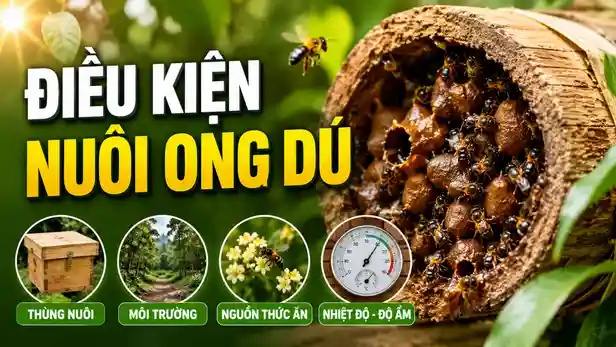 Điều Kiện Nuôi Ong Dú: 5 Yếu Tố Quyết Định Thành Công Cho Người Mới Nuôi 