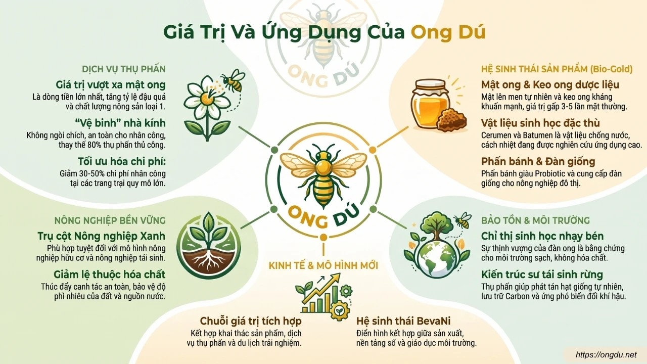 Infographic về giá trị và ứng dụng của ong dú trong nông nghiệp, sản phẩm, bảo tồn đa dạng sinh học và kinh tế xanh.