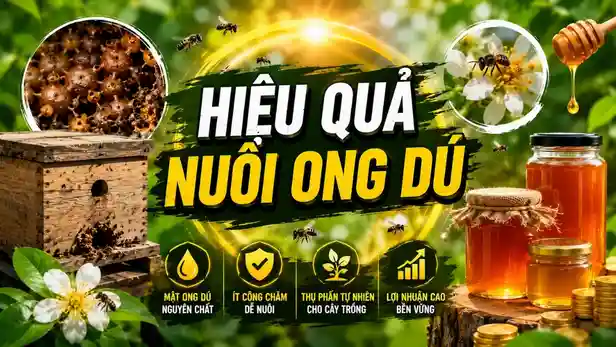Hiệu Quả Nuôi Ong Dú: Có Nên Đầu Tư và Phát Triển Lâu Dài 