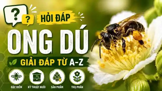 Hỏi Đáp Về Ong Dú | Giải Đáp Kiến Thức Nuôi Ong Dú Từ A Đến Z 