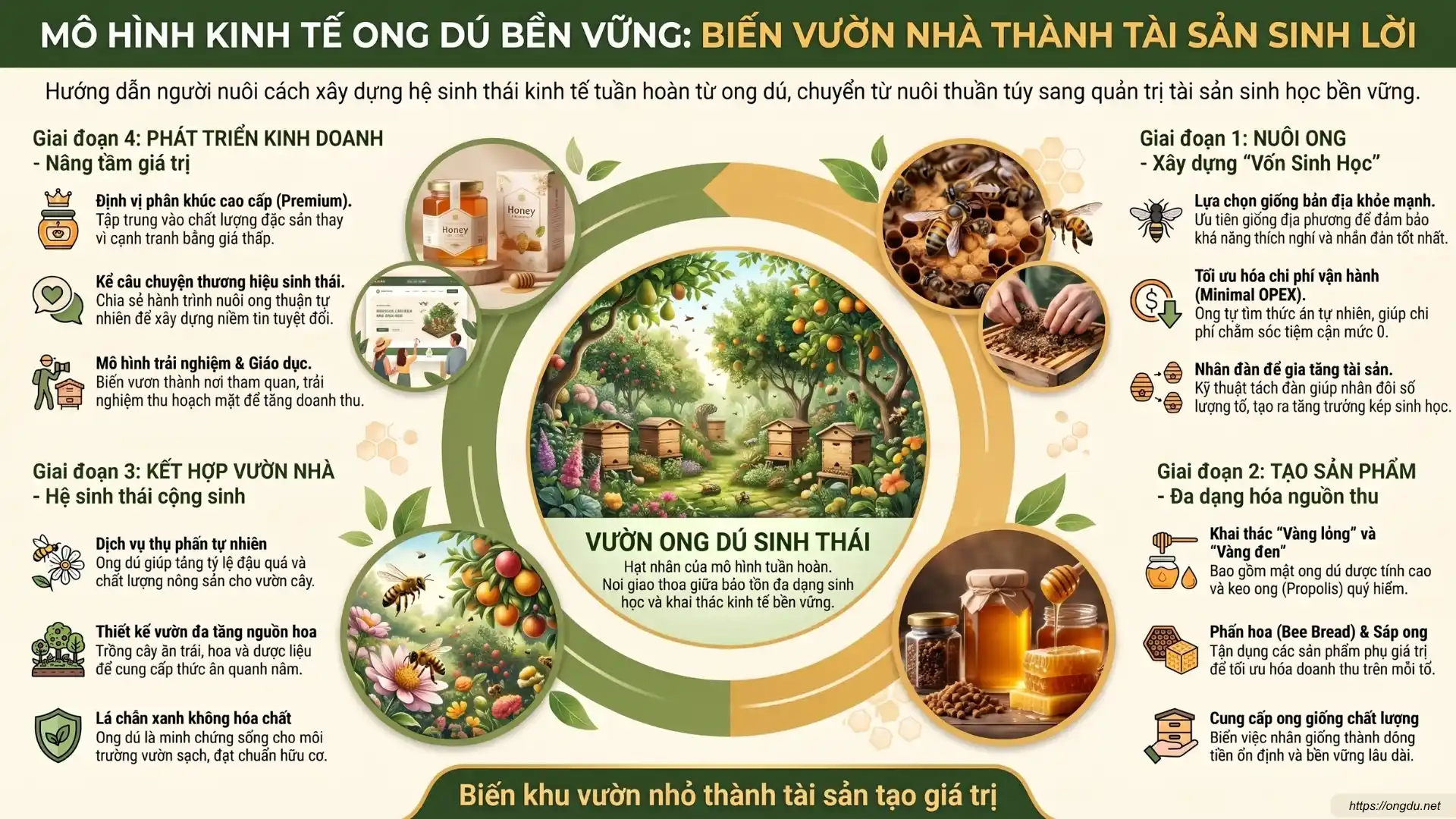 Infographic mô hình kinh tế ong dú bền vững với các nguồn thu từ mật ong, ong giống, thụ phấn cây trồng và phát triển hệ sinh thái nông nghiệp xanh.