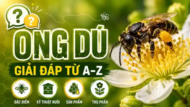 Ong Dú Là Gì? Tìm Hiểu Loài Ong Không Ngòi Đốt 