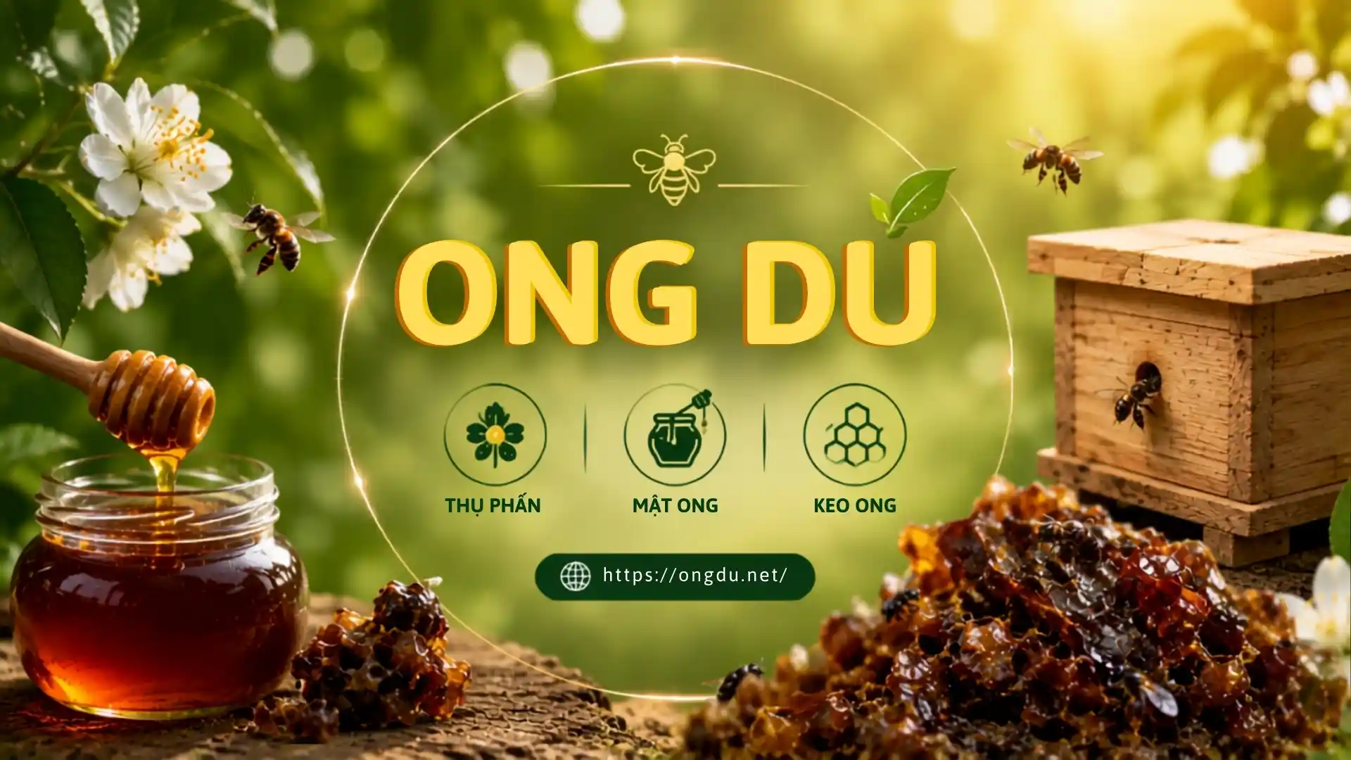 Ong Dú là loài ong không ngòi đốt có giá trị cao trong thụ phấn và nông nghiệp xanh.