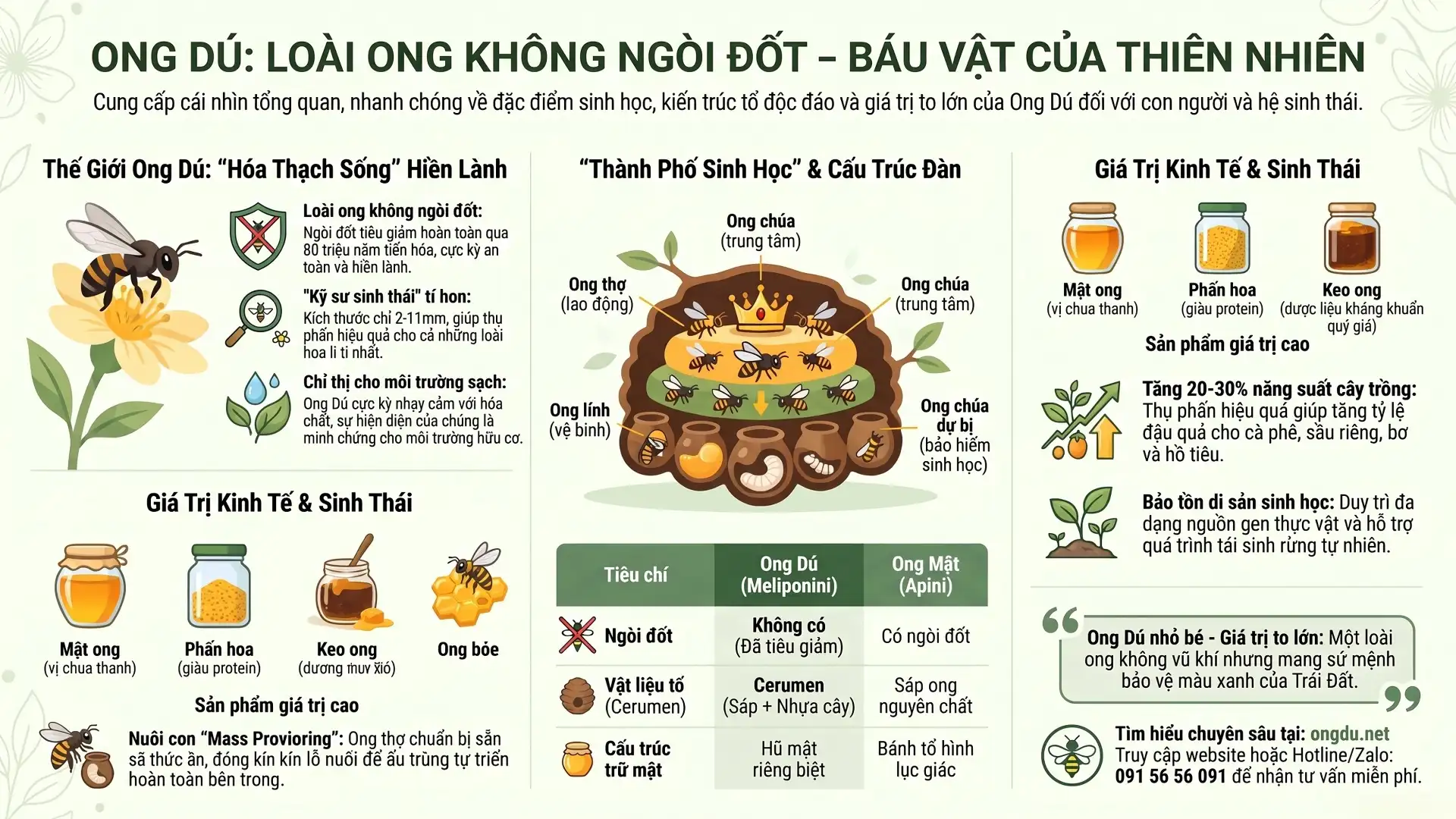 Infographic tổng quan về ong dú (Tetragonula), giới thiệu đặc điểm sinh học, cấu tạo tổ, vòng đời, mật ong dú, keo ong và vai trò thụ phấn trong nông nghiệp.