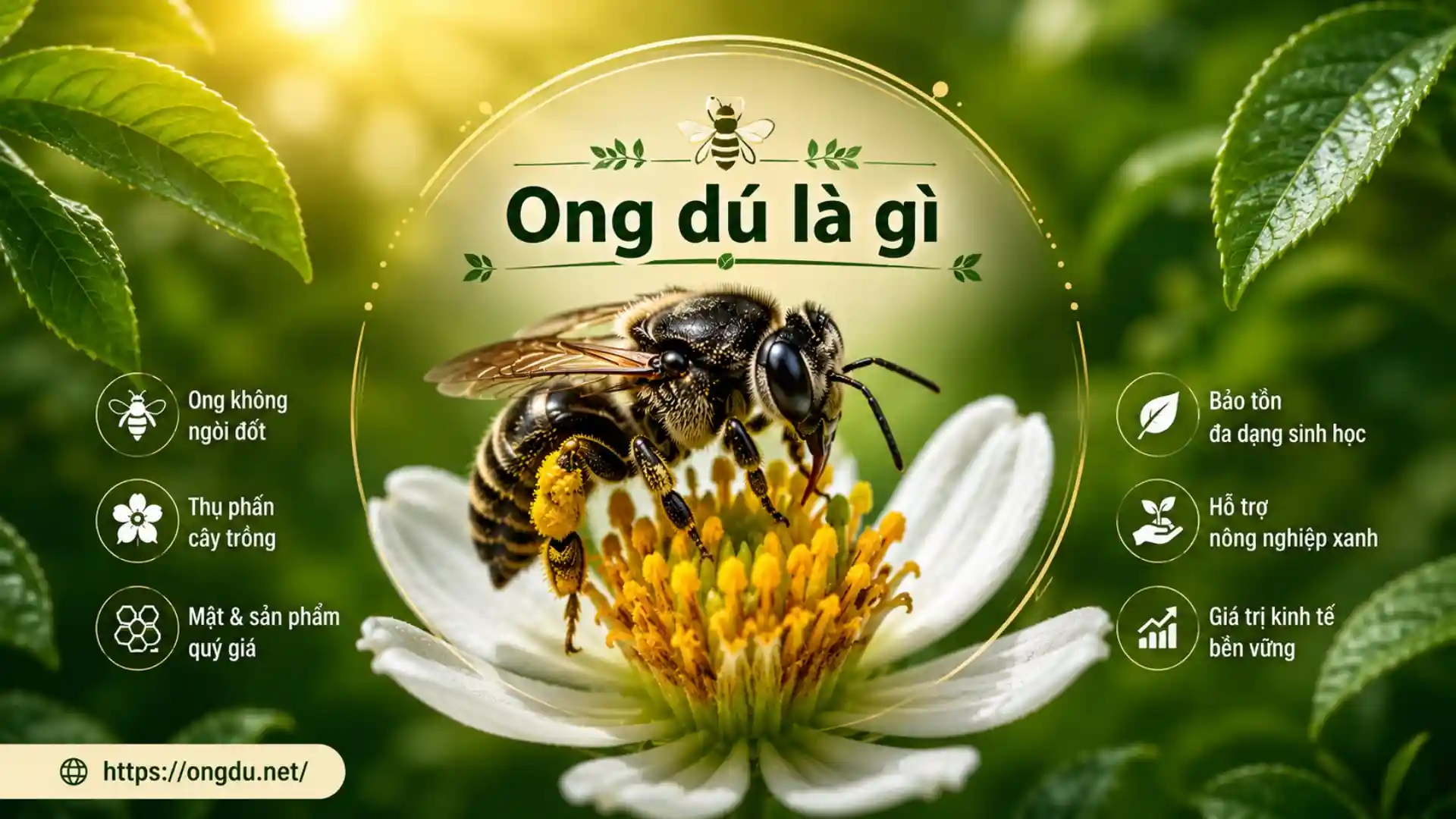 Ong dú (Tetragonula) đang hút mật trên hoa cà phê, minh họa bài viết "Ong Dú Là Gì?" trên OngDu.net.