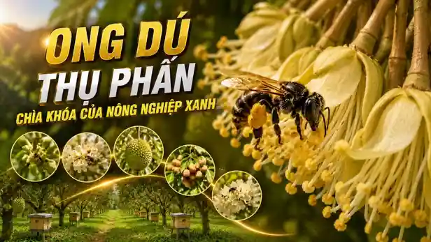 Ong Dú Thụ Phấn Cây Trồng