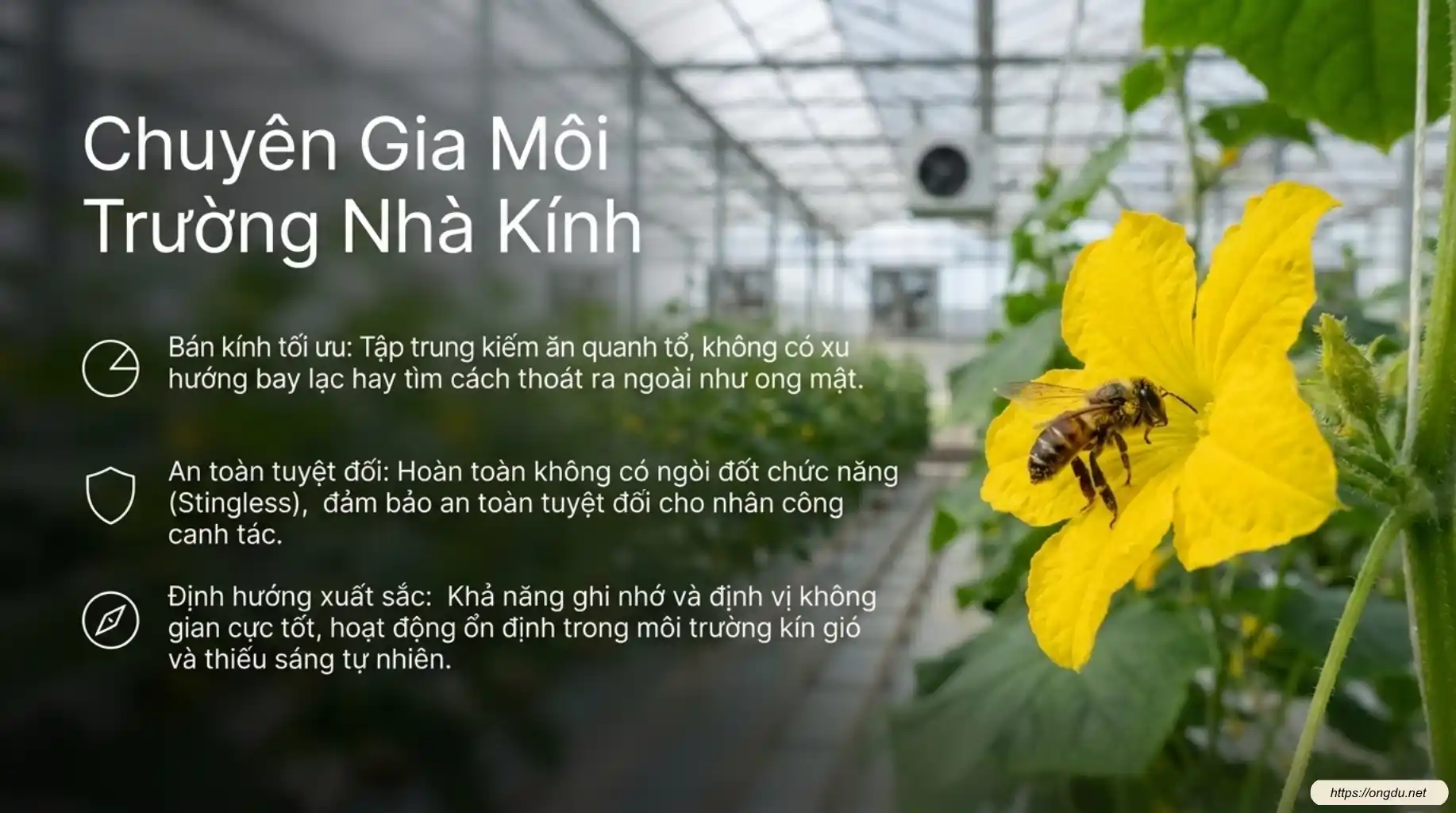 Ong Dú thụ phấn cho cây trồng trong nhà kính, giúp tăng tỷ lệ đậu quả, nâng cao chất lượng nông sản và giảm phụ thuộc vào thụ phấn thủ công.