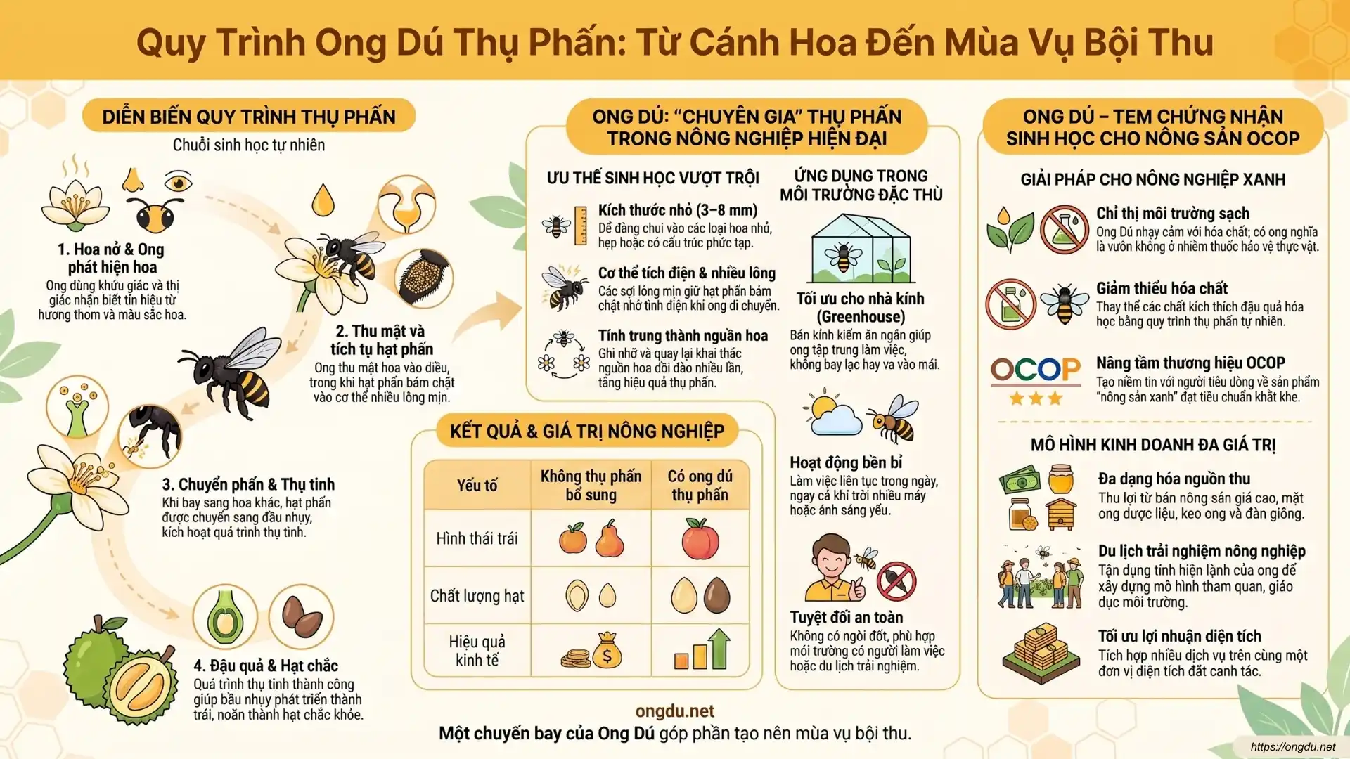 Sơ đồ quy trình ong dú thụ phấn từ cánh hoa, vận chuyển hạt phấn đến thụ tinh, giúp cây trồng đậu quả và mang lại vụ mùa bội thu.