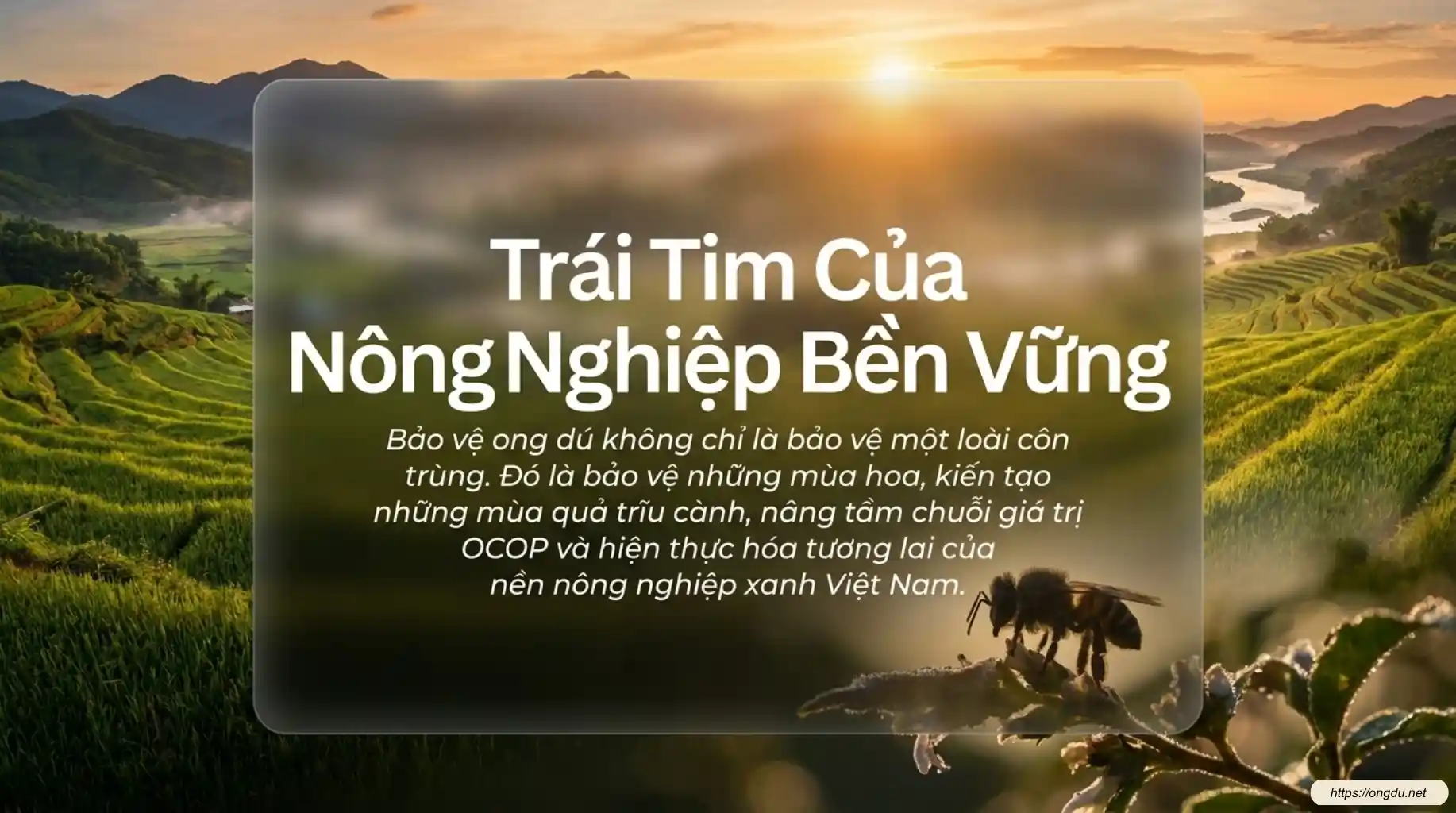 Thông điệp bảo vệ Ong Dú, loài ong không ngòi đốt có vai trò quan trọng trong thụ phấn cây trồng, bảo tồn đa dạng sinh học và phát triển nông nghiệp bền vững.