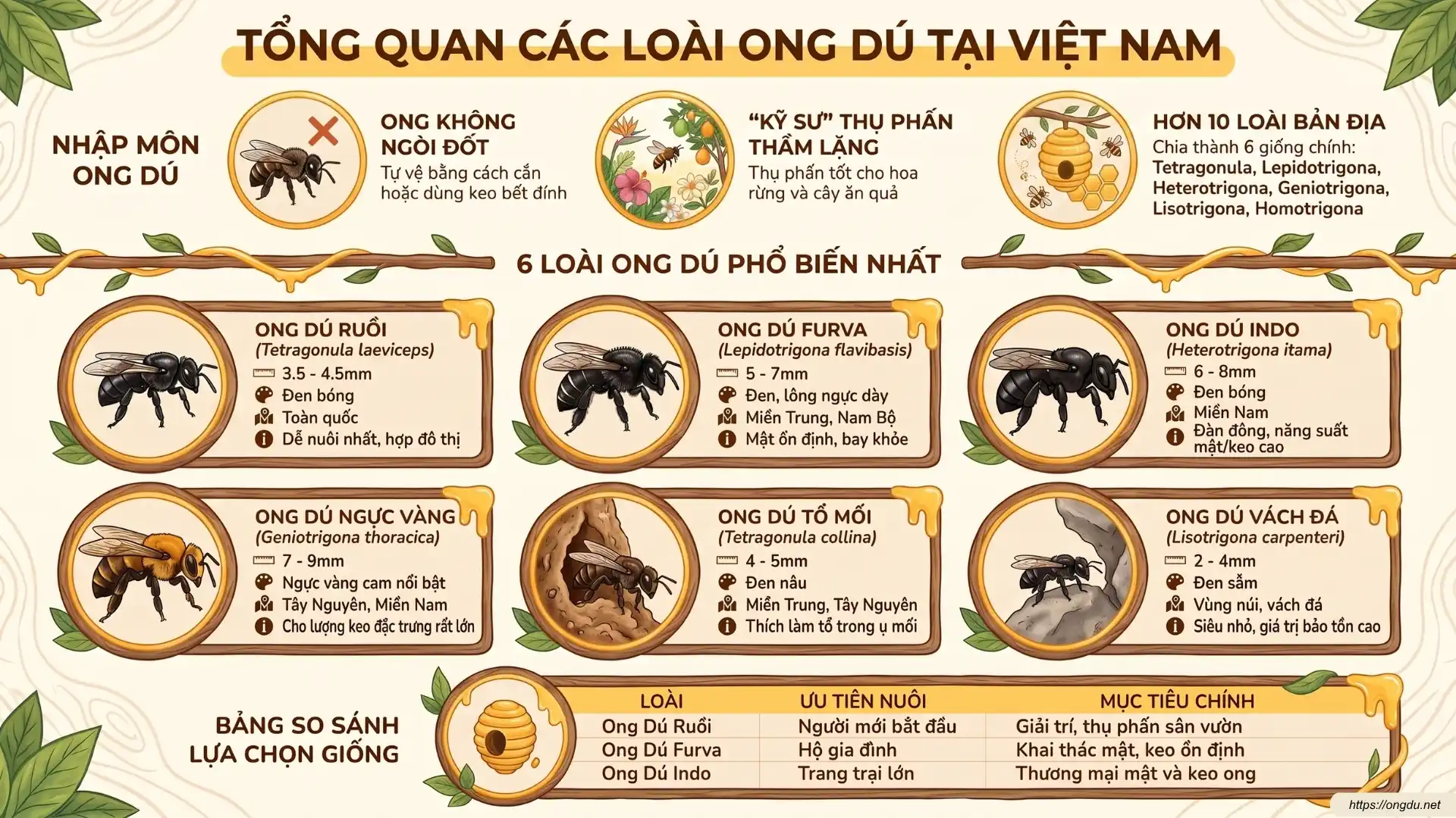 Infographic tổng quan các loại ong dú ở Việt Nam, phân loại theo nhóm ong dú bánh tầng và ong dú trứng chùm cùng đặc điểm nhận biết.