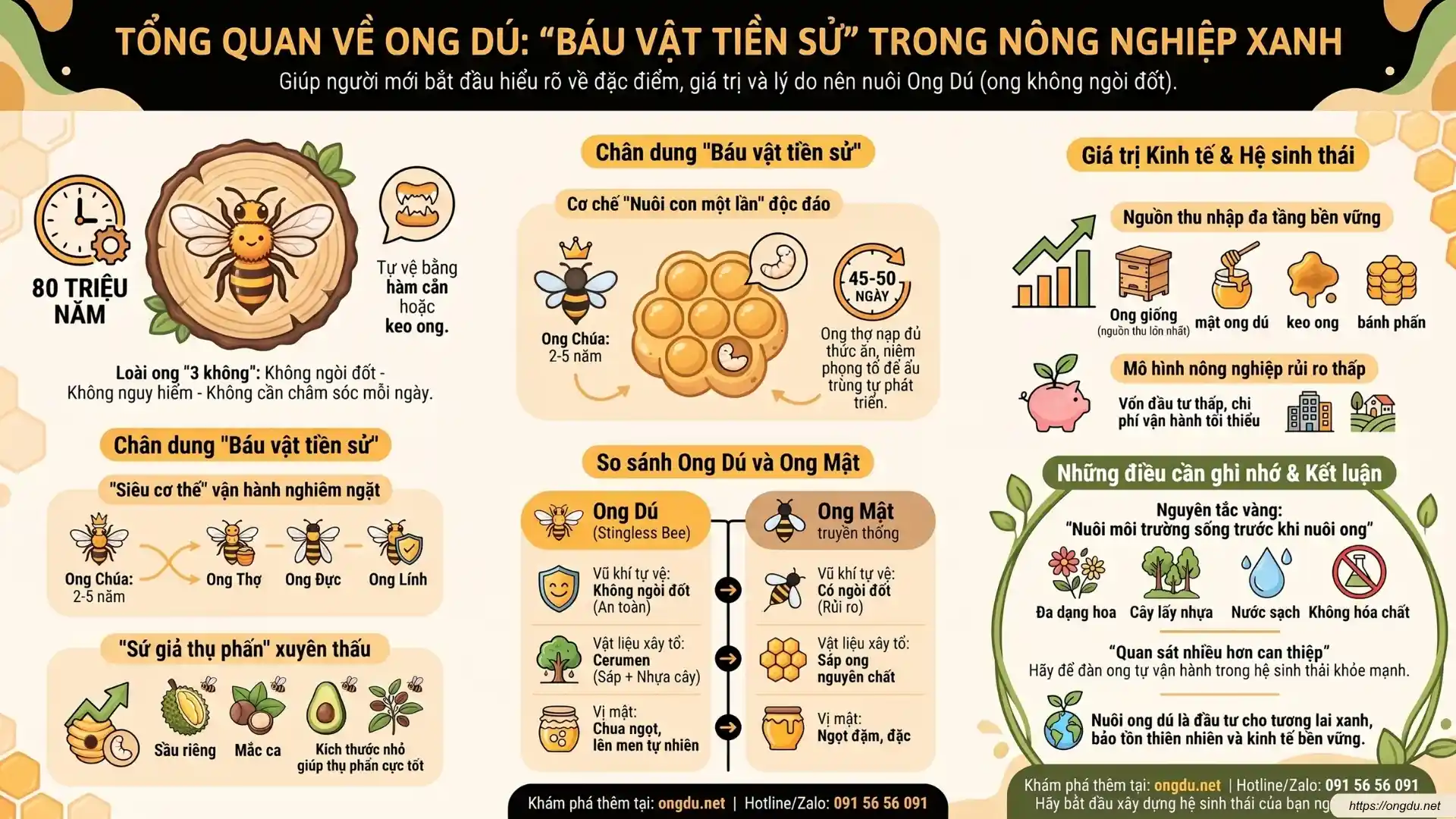 Tổng quan về Ong Dú – báu vật tiền sử góp phần thụ phấn và phát triển nông nghiệp xanh bền vững.