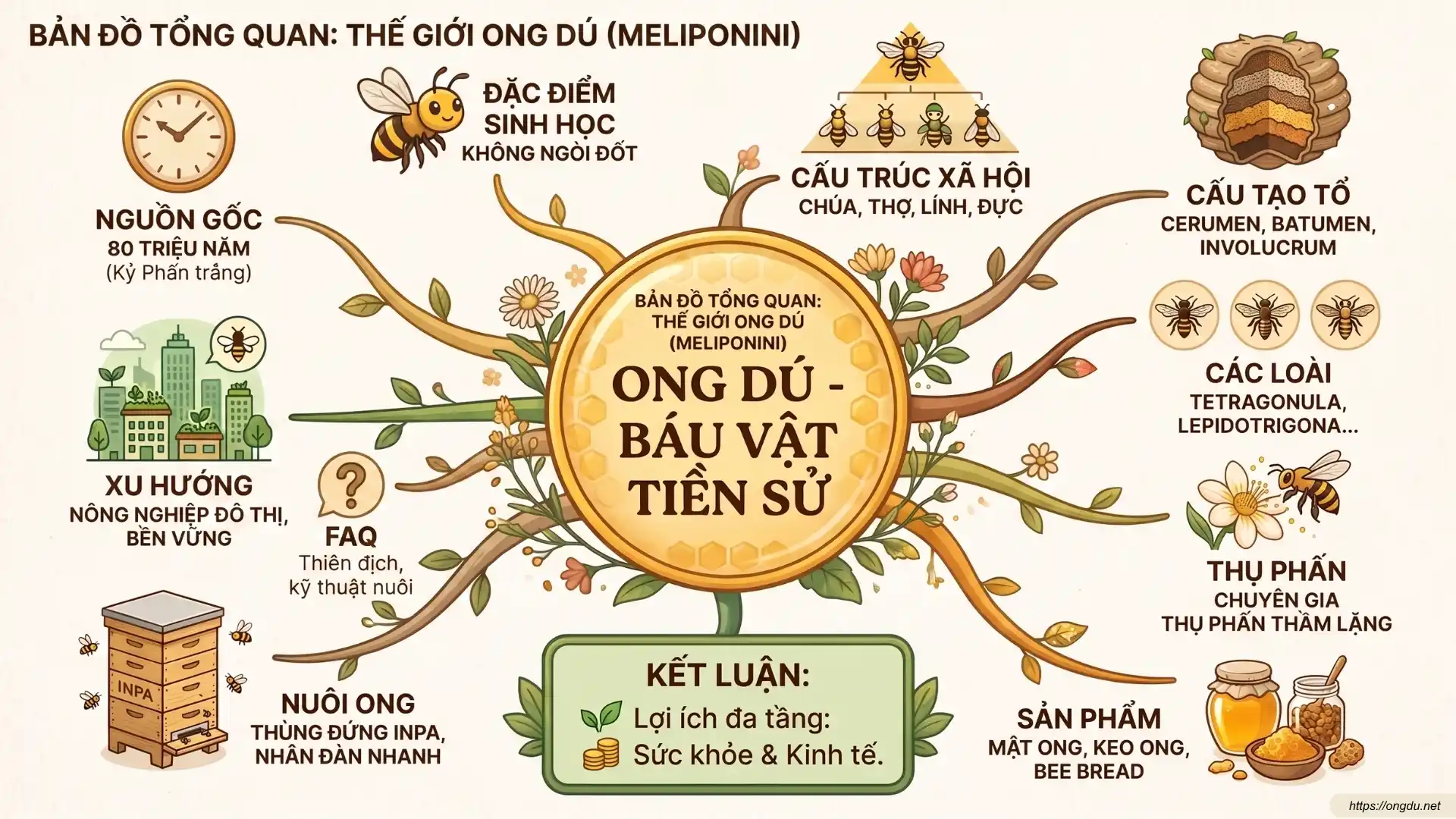 Tổng quan về Ong Dú – loài ong không ngòi đốt có giá trị cao về thụ phấn, mật ong và nông nghiệp xanh.