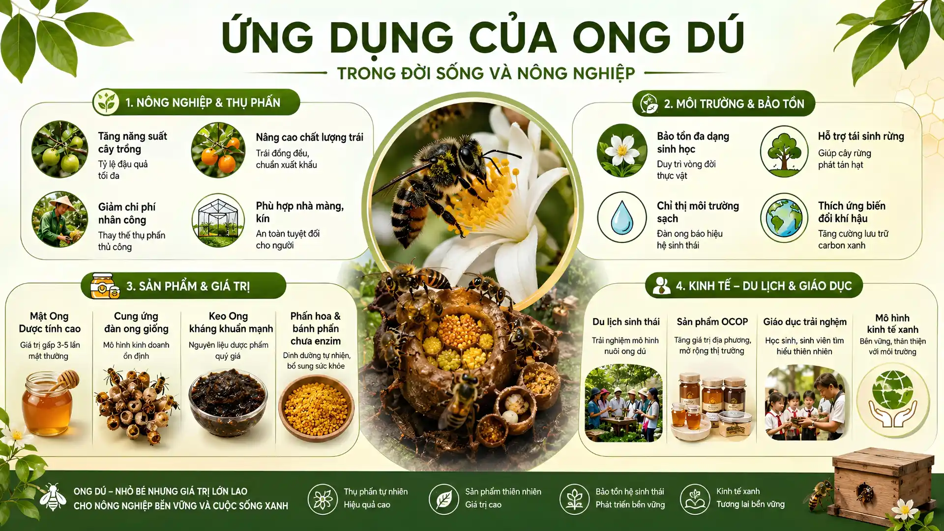 Infographic ứng dụng của ong dú trong thụ phấn cây trồng, sản phẩm, kinh tế, bảo tồn và giáo dục