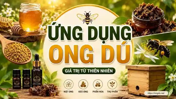 Ứng Dụng Của Ong Dú: Giá Trị Từ Loài Ong Nhỏ Đến Hệ Sinh Thái Bền Vững
