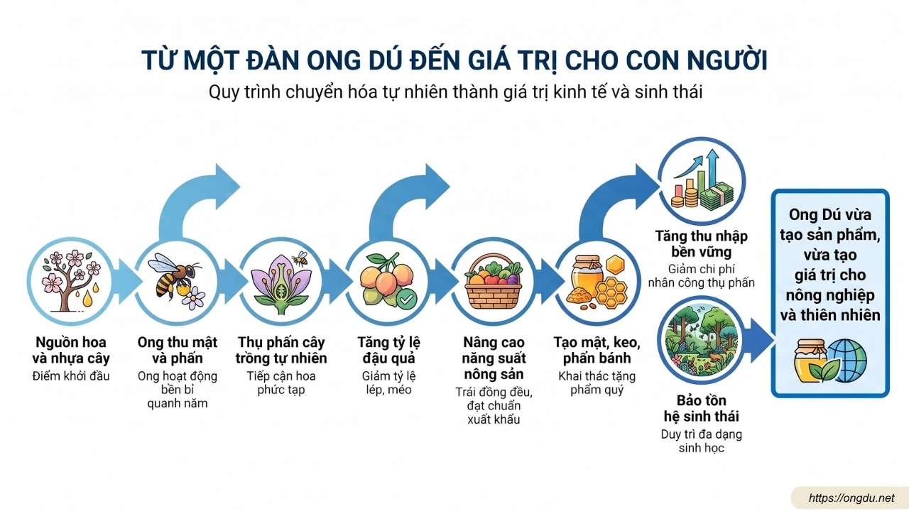 Ứng dụng của Ong Dú trong chuyển hóa tự nhiên | Infographic